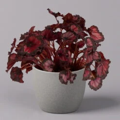 Blattbegonie 'Inca Night', Topf-Ø 12 Cm, Höhe Ca. 25 Cm, 3er-Set -Biohort Garten Geschaft 0210900312 Blattbegonie Inca Night 3er Set 2