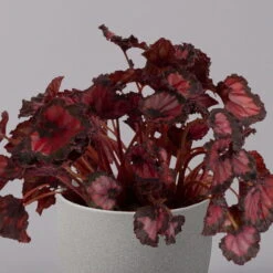 Blattbegonie 'Inca Night', Topf-Ø 12 Cm, Höhe Ca. 25 Cm, 3er-Set -Biohort Garten Geschaft 0210900312 Blattbegonie Inca Night 3er Set 3