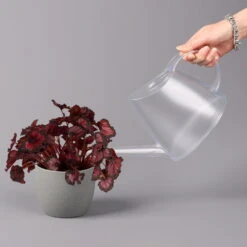 Blattbegonie 'Inca Night', Topf-Ø 12 Cm, Höhe Ca. 25 Cm, 3er-Set -Biohort Garten Geschaft 0210900312 Blattbegonie Inca Night 3er Set 4