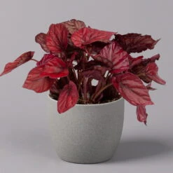 Blattbegonie 'Inca Flame', Topf-Ø 12 Cm, Höhe Ca. 25 Cm, 3er-Set 9 Blattbegonie 'Inca Flame', Topf-Ø 12 Cm, Höhe Ca. 25 Cm, 3er-Set -Biohort Garten Geschaft 0210900313 Blattbegonie Inca Flame 3er Set neu 2