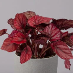 Blattbegonie 'Inca Flame', Topf-Ø 12 Cm, Höhe Ca. 25 Cm, 3er-Set 10 Blattbegonie 'Inca Flame', Topf-Ø 12 Cm, Höhe Ca. 25 Cm, 3er-Set -Biohort Garten Geschaft 0210900313 Blattbegonie Inca Flame 3er Set neu 3