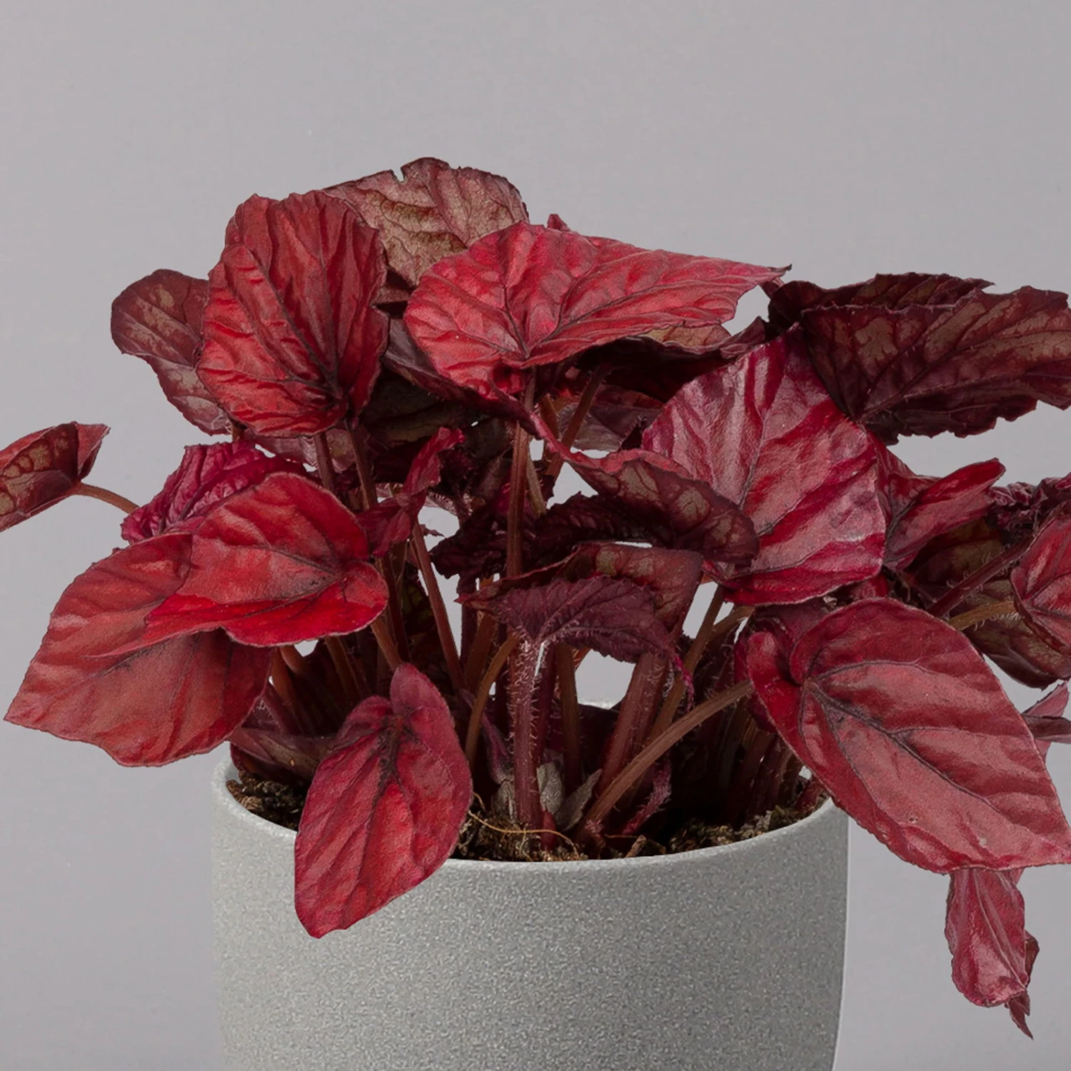 Blattbegonie 'Inca Flame', Topf-Ø 12 Cm, Höhe Ca. 25 Cm, 3er-Set 5 Blattbegonie 'Inca Flame', Topf-Ø 12 Cm, Höhe Ca. 25 Cm, 3er-Set – Bild 3