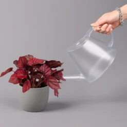 Blattbegonie 'Inca Flame', Topf-Ø 12 Cm, Höhe Ca. 25 Cm, 3er-Set 11 Blattbegonie 'Inca Flame', Topf-Ø 12 Cm, Höhe Ca. 25 Cm, 3er-Set -Biohort Garten Geschaft 0210900313 Blattbegonie Inca Flame 3er Set neu 4