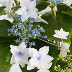 Hortensie Hovaria® 'Feuerwerk', Weiß, Topf-Ø 14 Cm, Höhe Ca. 35 Cm -Biohort Garten Geschaft 0211200112 Hydrangea Hovaria Feuerwerk 14cm Topf H35cm weiss1