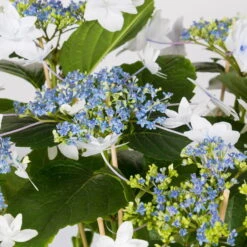 Hortensie Hovaria® 'Feuerwerk', Weiß, Topf-Ø 14 Cm, Höhe Ca. 35 Cm -Biohort Garten Geschaft 0211200112 Hydrangea Hovaria Feuerwerk 14cm Topf H35cm weiss2
