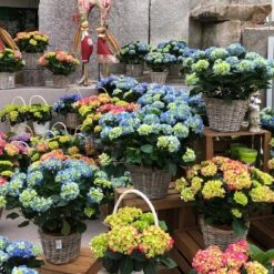 Hortensie 'Leuchtfeuer', Busch, Rot, Topf-Ø 23 Cm, Höhe Ca. 50 Cm -Biohort Garten Geschaft 021130 hydrangea 1