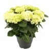 Hortensie, Busch, Weiß, Topf-Ø 23 Cm, Höhe Ca. 50 Cm -Biohort Garten Geschaft 0211300091 Hydrangea macr Ballen weiss KB 1