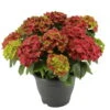 Hortensie 'Leuchtfeuer', Busch, Rot, Topf-Ø 23 Cm, Höhe Ca. 50 Cm -Biohort Garten Geschaft 0211300122 Hydrangea macr Ballen rot KB Leuchtfeuer 1