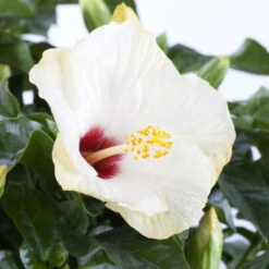 Hibiskus, Weiß, Topf-Ø 13 Cm, Höhe Ca. 35 Cm, 2er-Set -Biohort Garten Geschaft 0213100220 0213100221 0213100222 0213100233 0213100234 Hibiscus weiss 1
