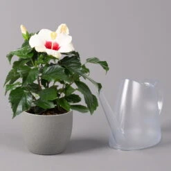 Hibiskus, Weiß, Topf-Ø 13 Cm, Höhe Ca. 35 Cm, 2er-Set -Biohort Garten Geschaft 0213100220 Hibiscus ohne Topf weiss 2er Set 4