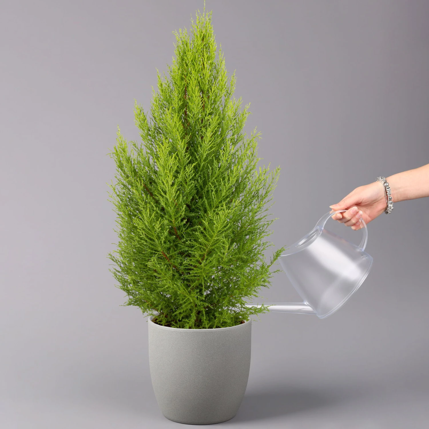 Zimmerzypresse 'Goldcrest Wilma', Pyramide, Topf-Ø 21 Cm 3 Zimmerzypresse 'Goldcrest Wilma', Pyramide, Topf-Ø 21 Cm