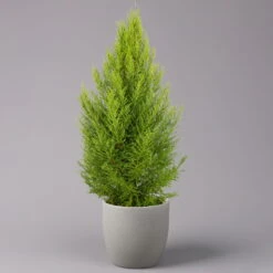 Zimmerzypresse 'Goldcrest Wilma', Pyramide, Topf-Ø 21 Cm 7 Zimmerzypresse 'Goldcrest Wilma', Pyramide, Topf-Ø 21 Cm -Biohort Garten Geschaft 0220108265 Cupressus Goldcrest Wilma 21cm2 116543