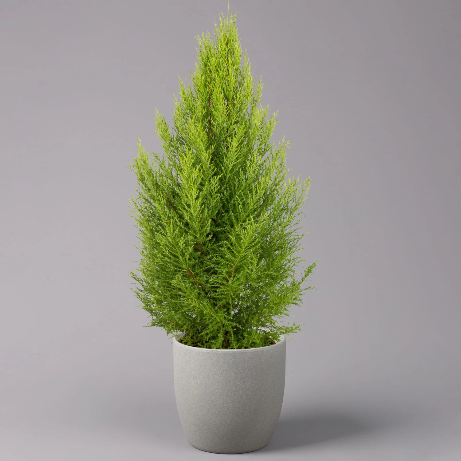 Zimmerzypresse 'Goldcrest Wilma', Pyramide, Topf-Ø 21 Cm 4 Zimmerzypresse 'Goldcrest Wilma', Pyramide, Topf-Ø 21 Cm – Bild 2