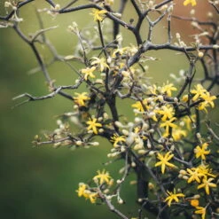 Zickzackstrauch, Topf-Ø 13 Cm, Höhe Ca. 25 Cm, 2er-Set -Biohort Garten Geschaft 0220108510 0220108511 0220108515 0220108516 0220108517 0220108518 0220108519 0220108520 Corokia 1 116837