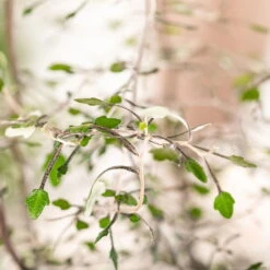 Zickzackstrauch, Topf-Ø 11 Cm, Höhe Ca. 20 Cm, 3er-Set 15 Zickzackstrauch, Topf-Ø 11 Cm, Höhe Ca. 20 Cm, 3er-Set -Biohort Garten Geschaft 0220108510 0220108511 0220108515 0220108516 0220108517 0220108518 0220108519 0220108520 Corokia 2 116838 1