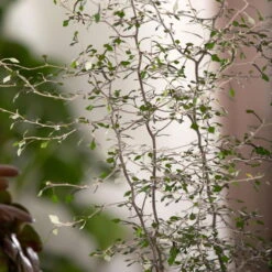 Zickzackstrauch, Topf-Ø 11 Cm, Höhe Ca. 20 Cm, 3er-Set 12 Zickzackstrauch, Topf-Ø 11 Cm, Höhe Ca. 20 Cm, 3er-Set -Biohort Garten Geschaft 0220108510 0220108511 0220108515 0220108516 0220108517 0220108518 0220108519 0220108520 Corokia 3 116836 1