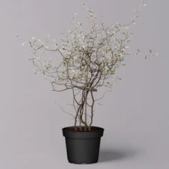 Zickzackstrauch, Topf-Ø 11 Cm, Höhe Ca. 20 Cm, 3er-Set 17 Zickzackstrauch, Topf-Ø 11 Cm, Höhe Ca. 20 Cm, 3er-Set -Biohort Garten Geschaft 0220108516 Corokia cotoneaster 2 119863