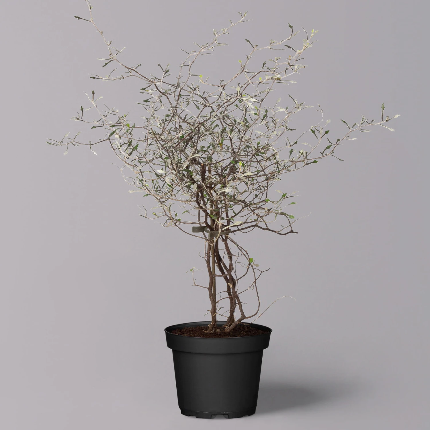 Zickzackstrauch, Topf-Ø 11 Cm, Höhe Ca. 20 Cm, 3er-Set 3 Zickzackstrauch, Topf-Ø 11 Cm, Höhe Ca. 20 Cm, 3er-Set