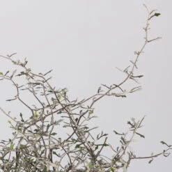 Zickzackstrauch, Topf-Ø 11 Cm, Höhe Ca. 20 Cm, 3er-Set 14 Zickzackstrauch, Topf-Ø 11 Cm, Höhe Ca. 20 Cm, 3er-Set -Biohort Garten Geschaft 0220108516 Corokia cotoneaster 1 117166