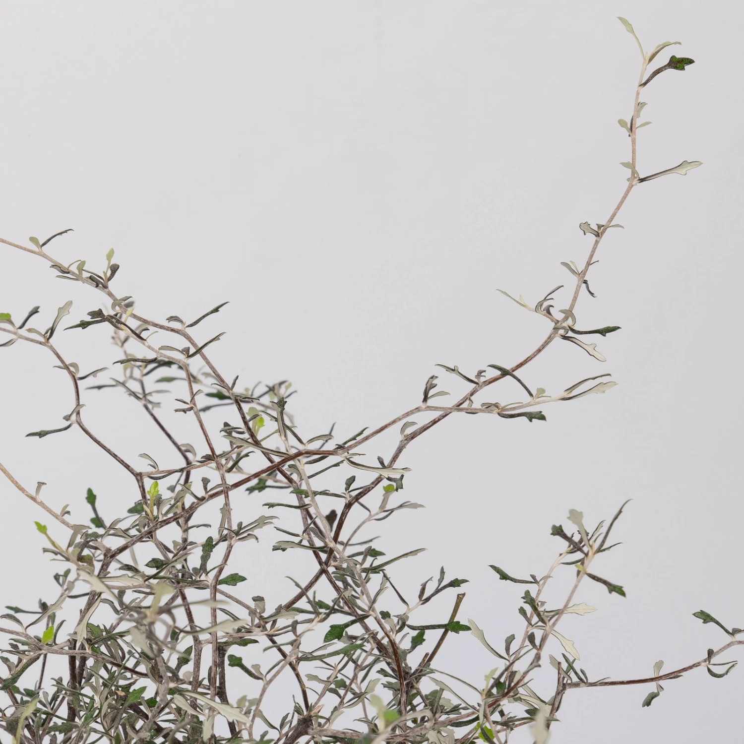 Zickzackstrauch, Topf-Ø 11 Cm, Höhe Ca. 20 Cm, 3er-Set 6 Zickzackstrauch, Topf-Ø 11 Cm, Höhe Ca. 20 Cm, 3er-Set – Bild 4