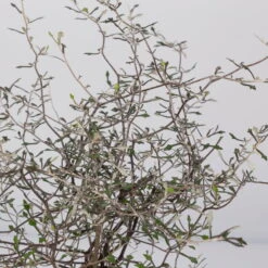 Zickzackstrauch, Topf-Ø 11 Cm, Höhe Ca. 20 Cm, 3er-Set 13 Zickzackstrauch, Topf-Ø 11 Cm, Höhe Ca. 20 Cm, 3er-Set -Biohort Garten Geschaft 0220108516 Corokia cotoneaster 8 117167