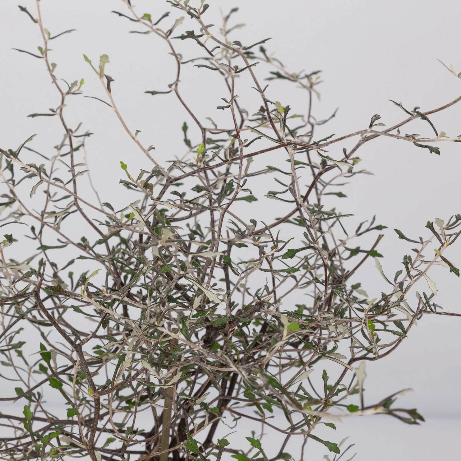 Zickzackstrauch, Topf-Ø 11 Cm, Höhe Ca. 20 Cm, 3er-Set 5 Zickzackstrauch, Topf-Ø 11 Cm, Höhe Ca. 20 Cm, 3er-Set – Bild 3