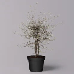 Zickzackstrauch, Topf-Ø 13 Cm, Höhe Ca. 25 Cm, 2er-Set