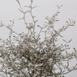 Zickzackstrauch, Topf-Ø 13 Cm, Höhe Ca. 25 Cm, 2er-Set -Biohort Garten Geschaft 0220108517 Corokia cotoneaster 2 117169