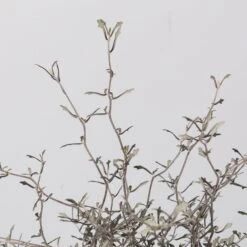 Zickzackstrauch, Topf-Ø 13 Cm, Höhe Ca. 25 Cm, 2er-Set -Biohort Garten Geschaft 0220108517 Corokia cotoneaster 3 117168