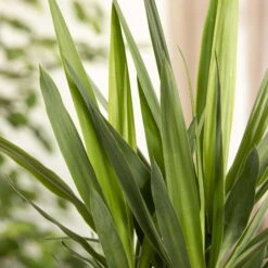 Palmlilie, Topf-Ø 21 Cm, Höhe Ca. 100 Cm -Biohort Garten Geschaft 0220850134 Yucca auf Stamm verzweigt1 1