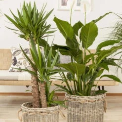 Palmlilie, Topf-Ø 21 Cm, Höhe Ca. 100 Cm -Biohort Garten Geschaft 0220850207 Yucca eleph Yucca 3er Tuff