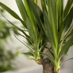 Palmlilie, Topf-Ø 17 Cm, Höhe Ca. 60-80 Cm -Biohort Garten Geschaft 0220850207 Yucca eleph Yucca 3er Tuff1