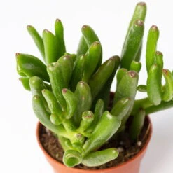 Sukkulenten Im Dekotopf 'Glazed Pink', Verschiedene Arten, Topf-Ø 6 Cm, 3er-Set -Biohort Garten Geschaft 0225200733 Sukkulenten Set in Topf Scandic terrac 3er Set 10