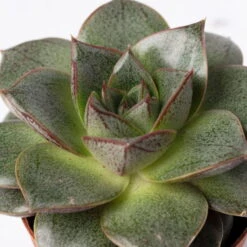 Sukkulenten Im Dekotopf 'Glazed Pink', Verschiedene Arten, Topf-Ø 6 Cm, 3er-Set -Biohort Garten Geschaft 0225200733 Sukkulenten Set in Topf Scandic terrac 3er Set 11