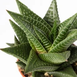 Sukkulenten Im Dekotopf 'Glazed Pink', Verschiedene Arten, Topf-Ø 6 Cm, 3er-Set -Biohort Garten Geschaft 0225200733 Sukkulenten Set in Topf Scandic terrac 3er Set 12