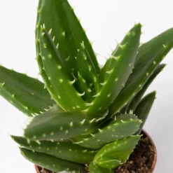 Sukkulenten Im Dekotopf 'Glazed Pink', Verschiedene Arten, Topf-Ø 6 Cm, 3er-Set -Biohort Garten Geschaft 0225200733 Sukkulenten Set in Topf Scandic terrac 3er Set 13