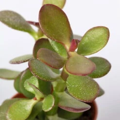 Sukkulenten Im Dekotopf 'Glazed Pink', Verschiedene Arten, Topf-Ø 6 Cm, 3er-Set -Biohort Garten Geschaft 0225200733 Sukkulenten Set in Topf Scandic terrac 3er Set 9