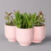 Sukkulenten Im Dekotopf 'Glazed Pink', Verschiedene Arten, Topf-Ø 6 Cm, 3er-Set 1 Sukkulenten Im Dekotopf 'Glazed Pink', Verschiedene Arten, Topf-Ø 6 Cm, 3er-Set -Biohort Garten Geschaft 0225200736 Sukkulenten Set in Topf Glazed Pink 3er Set 2