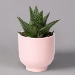 Sukkulenten Im Dekotopf 'Glazed Pink', Verschiedene Arten, Topf-Ø 6 Cm, 3er-Set -Biohort Garten Geschaft 0225200736 Sukkulenten Set in Topf Glazed Pink 3er Set 3