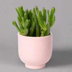 Sukkulenten Im Dekotopf 'Glazed Pink', Verschiedene Arten, Topf-Ø 6 Cm, 3er-Set -Biohort Garten Geschaft 0225200736 Sukkulenten Set in Topf Glazed Pink 3er Set 6