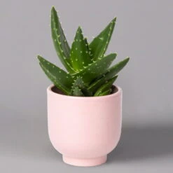 Sukkulenten Im Dekotopf 'Glazed Pink', Verschiedene Arten, Topf-Ø 6 Cm, 3er-Set -Biohort Garten Geschaft 0225200736 Sukkulenten Set in Topf Glazed Pink 3er Set 7