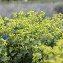 Frauenmantel Grün-gelb, Topf-Ø 11 Cm, 3er-Set -Biohort Garten Geschaft 0310100893 Alchemilla mollis 1 79990