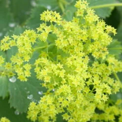 Frauenmantel Grün-gelb, Topf-Ø 11 Cm, 3er-Set -Biohort Garten Geschaft 0310100893 Alchemilla mollis Koelle 9cm Topf 67664