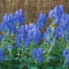 Bio Herbst-Eisenhut 'Arendsii' Blau, Topf-Ø 11 Cm, 3er-Set -Biohort Garten Geschaft 0310102082 Aconitum carmichaelii Arendsii Koelle 11 cm Topf blau 44395
