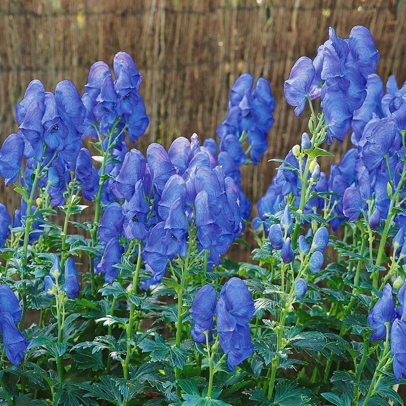 Bio Herbst-Eisenhut 'Arendsii' Blau, Topf-Ø 11 Cm, 3er-Set 3 Bio Herbst-Eisenhut 'Arendsii' Blau, Topf-Ø 11 Cm, 3er-Set