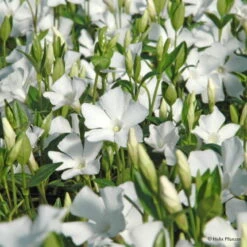 Vinca Minor 'Alba' (Immergrün), 9 Cm Topf, 12er-Set