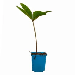 Schaublatt 'Rotlaub' Cremeweiß, Topf-Ø 11 Cm, 3er-Set -Biohort Garten Geschaft 0310107703 Rodgersia podophylla Rotlaub cremeweiss 12 112416