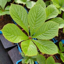 Schaublatt 'Rotlaub' Cremeweiß, Topf-Ø 11 Cm, 3er-Set -Biohort Garten Geschaft 0310107703 Rodgersia podophylla Rotlaub cremeweiss 2 112332