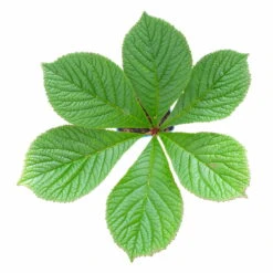 Schaublatt 'Rotlaub' Cremeweiß, Topf-Ø 11 Cm, 3er-Set -Biohort Garten Geschaft 0310107703 Rodgersia podophylla Rotlaub cremeweiss 4 112415