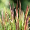 Japanisches Blutgras 'Red Baron', Topf-Ø 12 Cm, 3er-Set -Biohort Garten Geschaft 0310300343 Imperata cylindrica Red Baron 81619